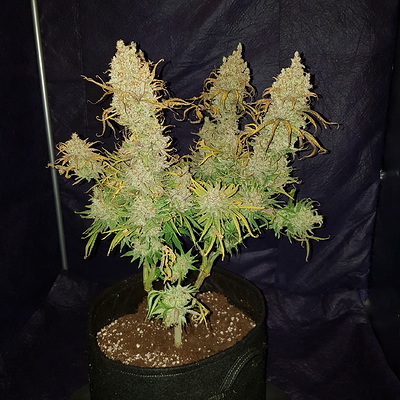 Growreport Bild 16
