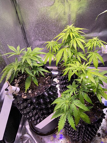 Growreport Bild 13