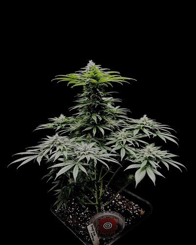Growreport Bild 4