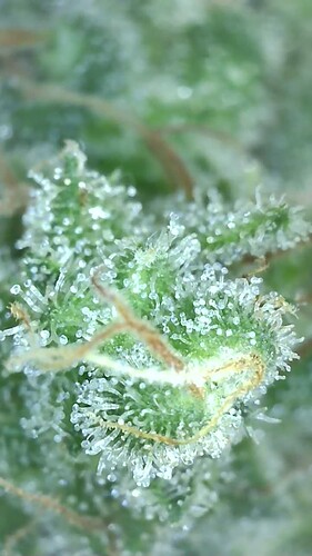 Growreport Bild 3
