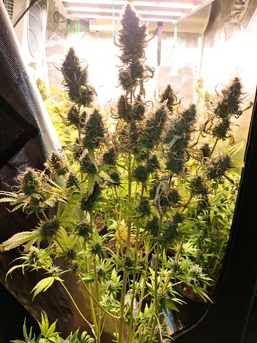 Growreport Bild 1