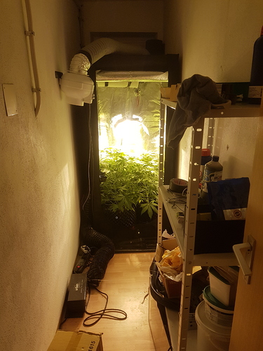 Growreport Bild 3