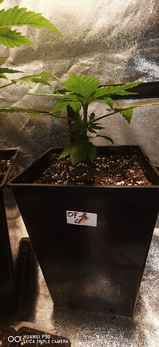 Growreport Bild 2