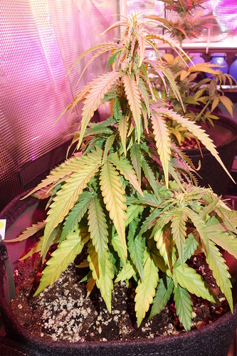 Growreport Bild 42