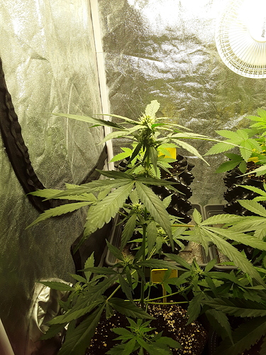 Growreport Bild 14