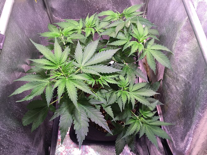 Growreport Bild 13