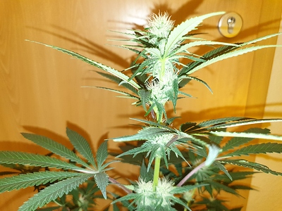 Growreport Bild 9