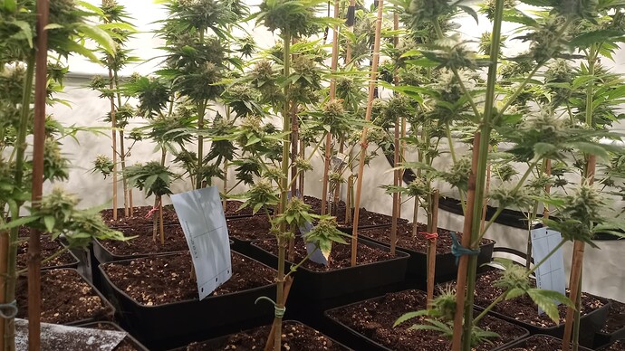 Growreport Bild 17