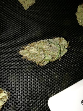 Growreport Bild 56