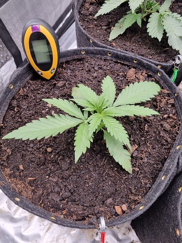 Growreport Bild 21