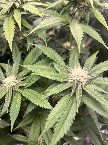 Growreport Bild 4