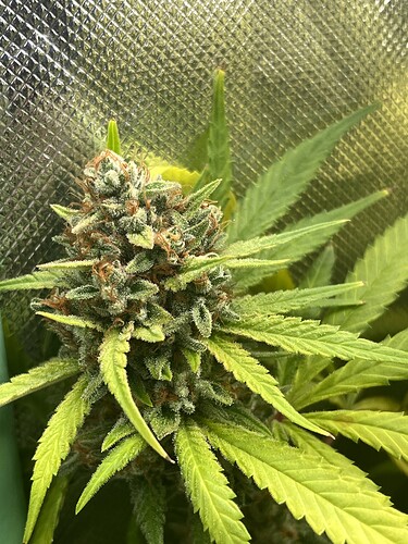 Growreport Bild 4