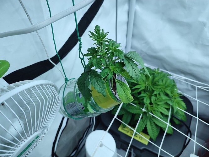 Growreport Bild 48
