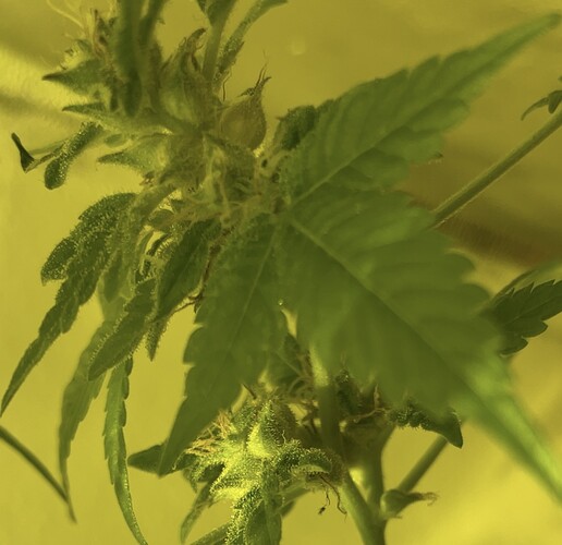 Growreport Bild 25