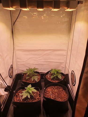 Growreport Bild 3