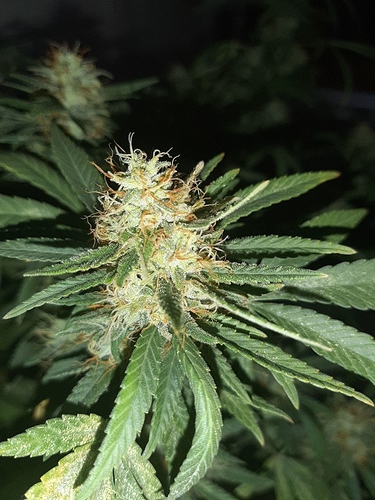 Growreport Bild 3