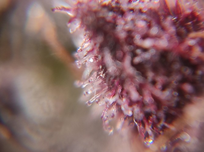 Growreport Bild 14
