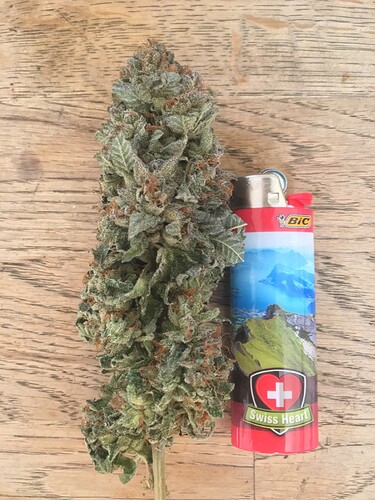 Growreport Bild 1