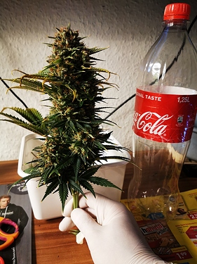 Growreport Bild 13