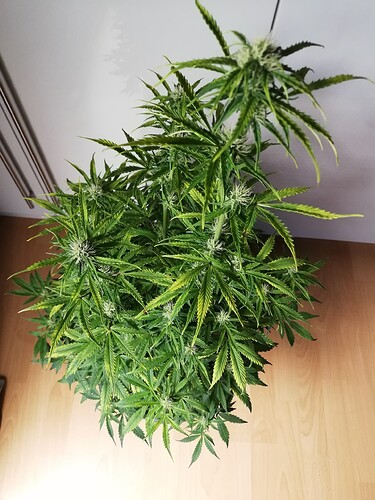 Growreport Bild 7