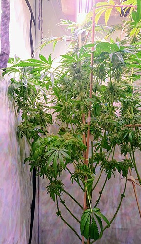 Growreport Bild 2