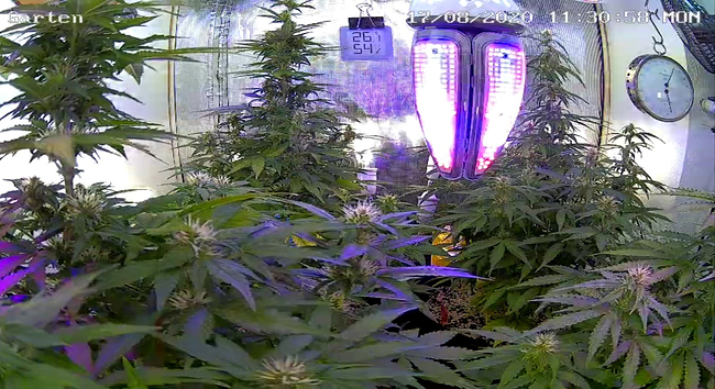 Growreport Bild 1