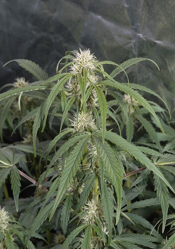 Growreport Bild 7