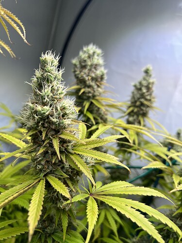 Growreport Bild 21