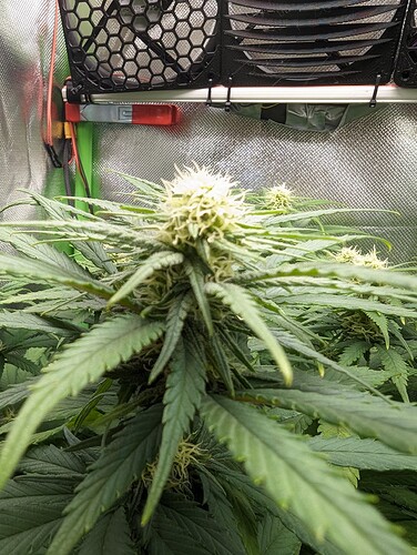 Growreport Bild 5