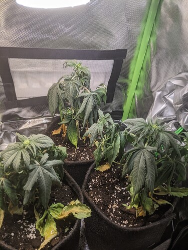 Growreport Bild 1