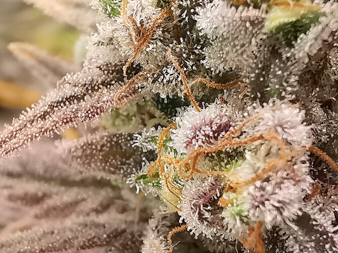 Growreport Bild 33