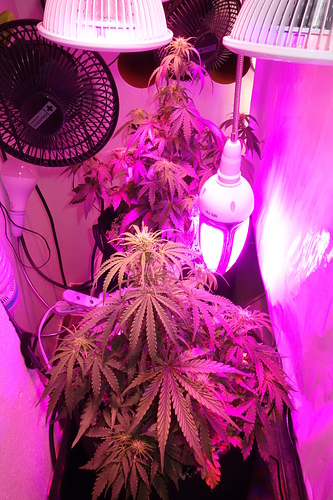 Growreport Bild 1