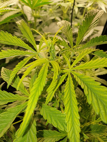 Growreport Bild 2