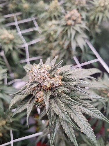 Growreport Bild 22