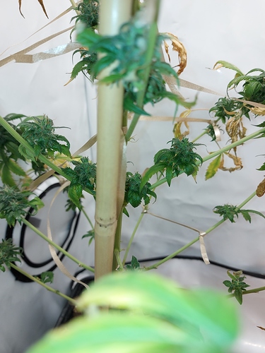 Growreport Bild 4