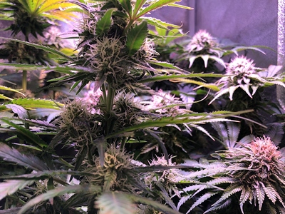 Growreport Bild 8