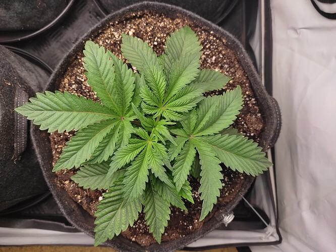 Growreport Bild 6