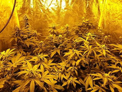 Growreport Bild 33