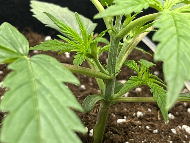 Growreport Bild 28