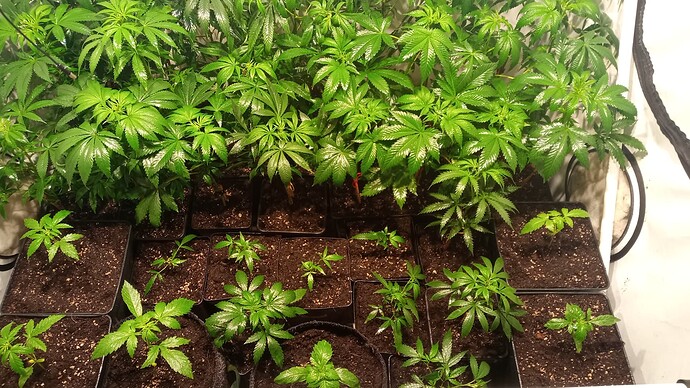 Growreport Bild 7