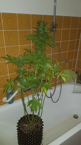 Growreport Bild 5