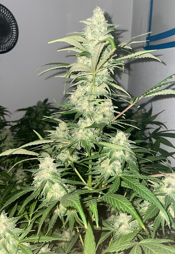 Growreport Bild 9