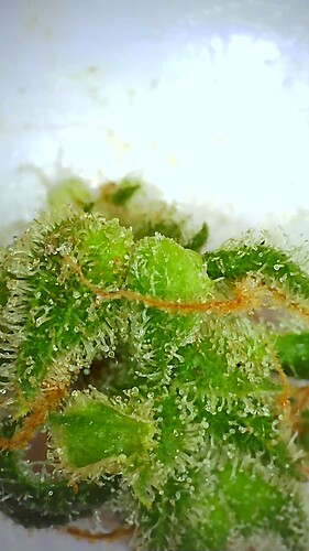Growreport Bild 36