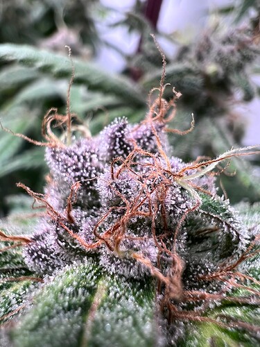 Growreport Bild 9