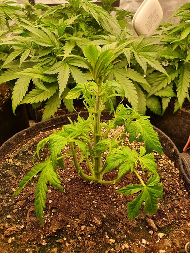 Growreport Bild 31