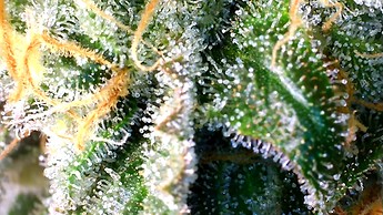 Growreport Bild 13