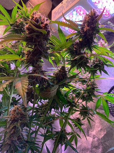 Growreport Bild 60