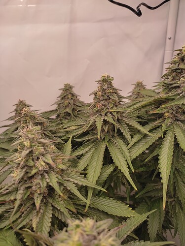 Growreport Bild 11