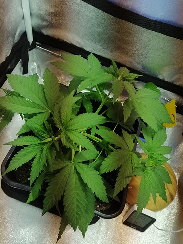 Growreport Bild 1