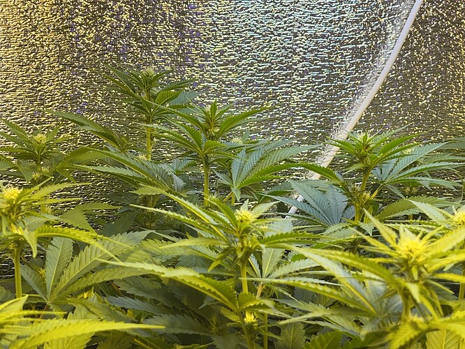 Growreport Bild 1